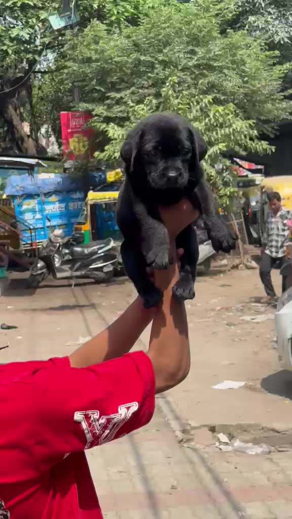 Beagle Black & Tan Puppy, farm video