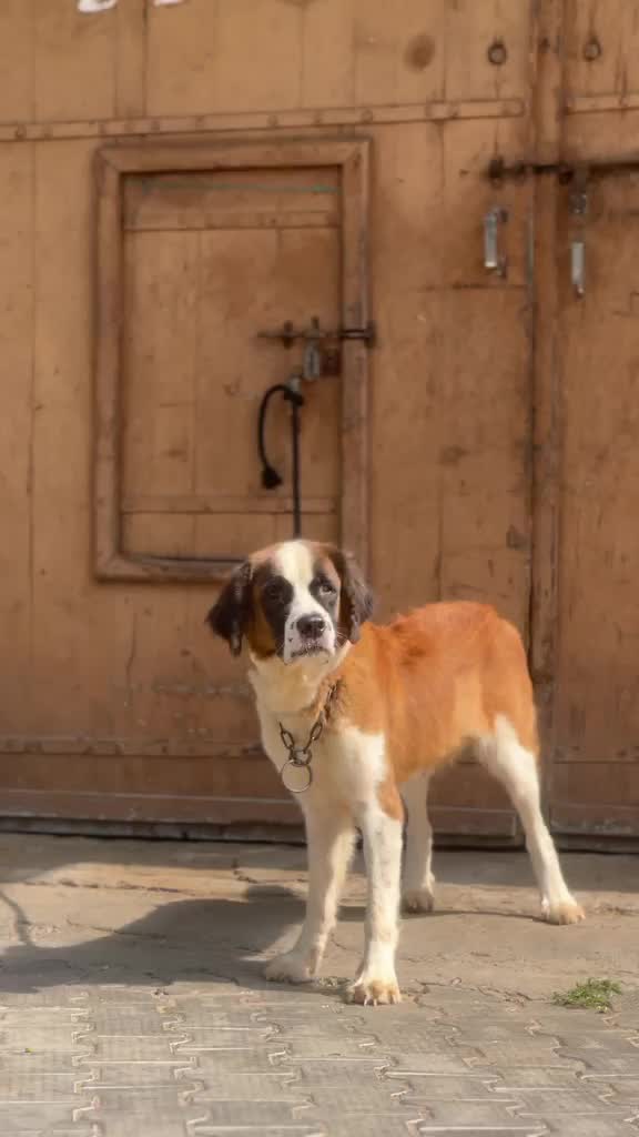 Shih Tzu | Black Color, farm video