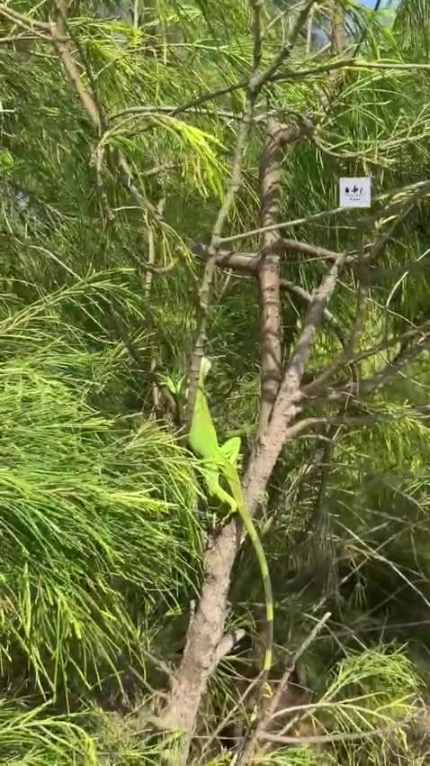 Iguana, farm video