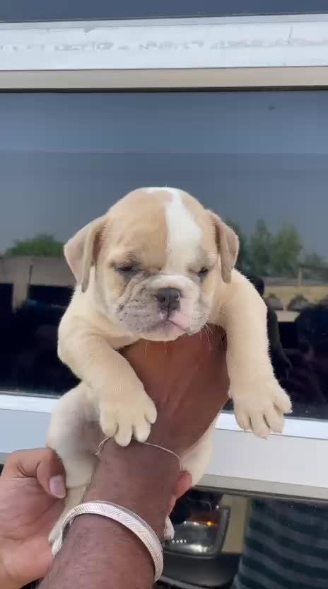 American Bully Standard Size Puppy, farm video