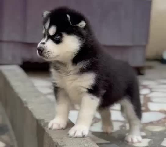Siberian Husky Puppy | White Color, farm video
