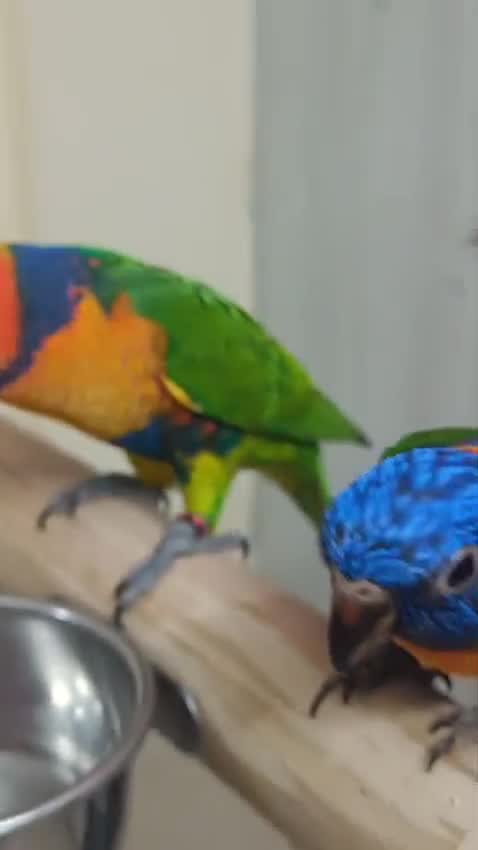 Chattering Lorikeet, farm video