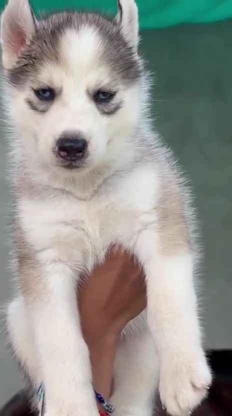 Siberian Husky Puppy | White Color, farm video