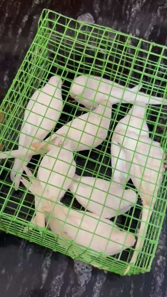 Budgies, farm video