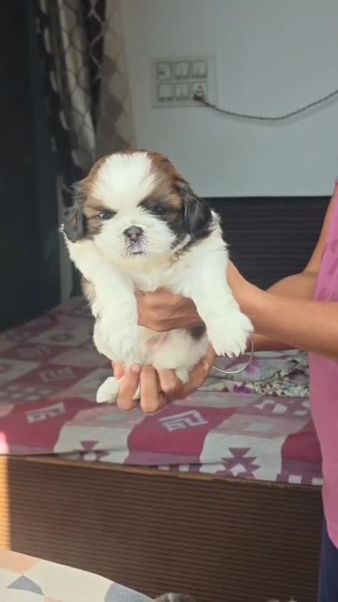 Shih Tzu Puppy Brown & White, farm video