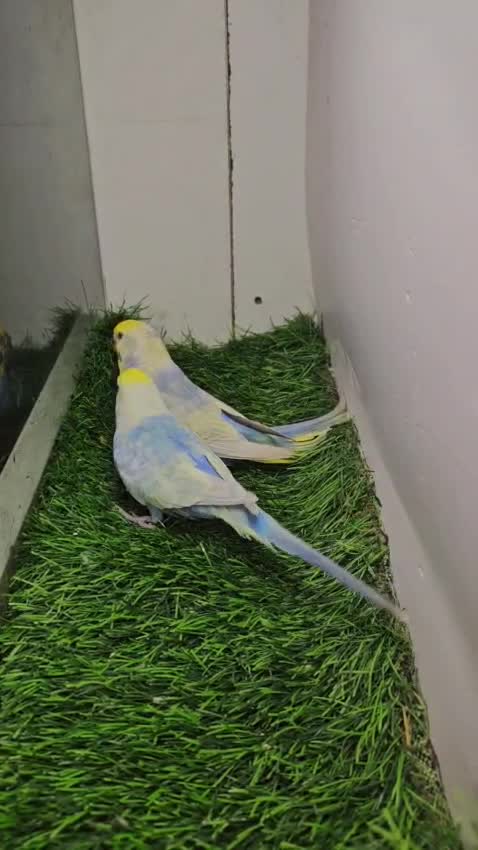 Budgies, farm video