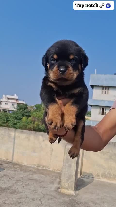Rottweiler Puppy, farm video