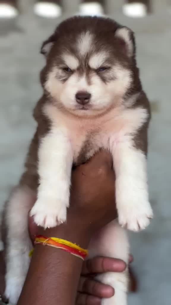 Siberian Husky Puppy | White Color, farm video