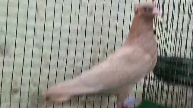 Homer Pigeon, farm video