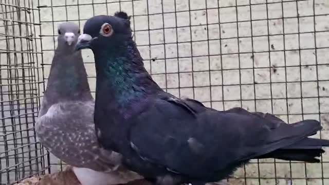 Homer Pigeon, farm video