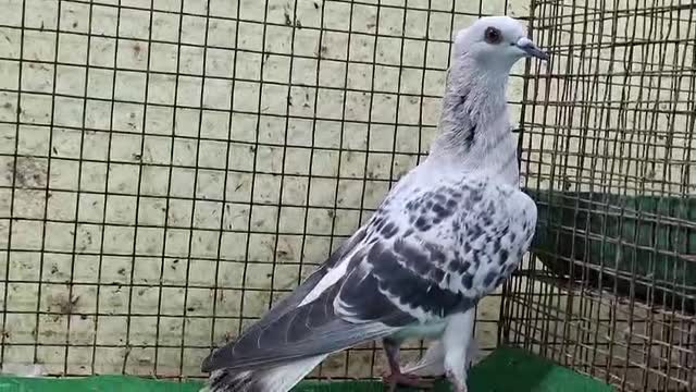 Homer Pigeon, farm video