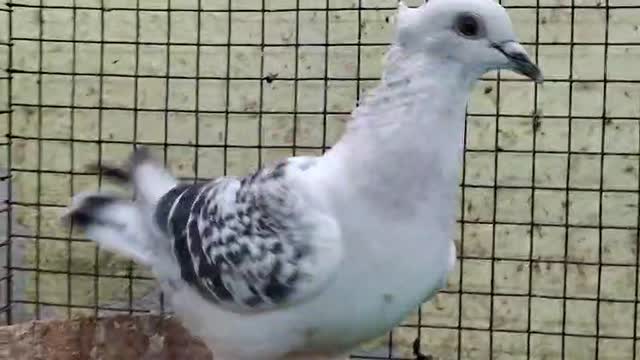 Homer Pigeon, farm video