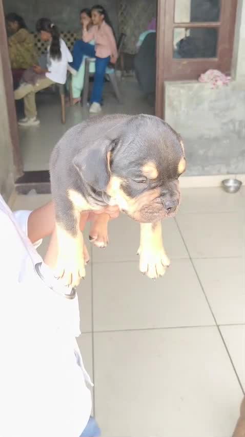 American Bully Standard Size Puppy, farm video