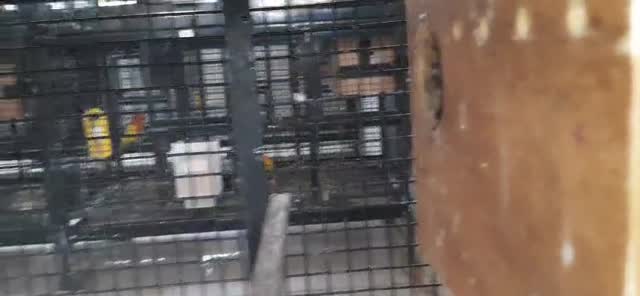 Hedgehogs Babies & Adults, farm video