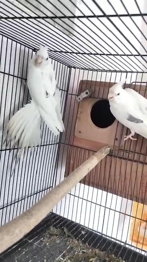 Cockatiel | Grey, farm video