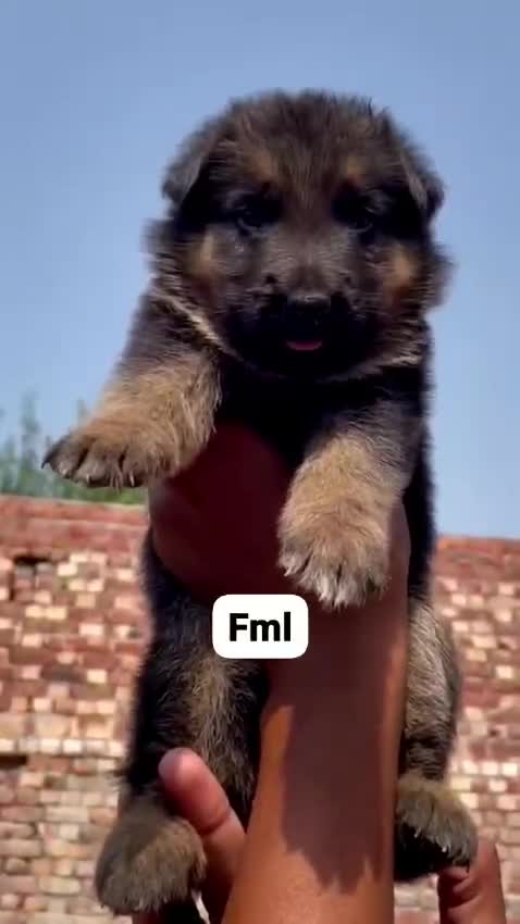Dachshund Puppy, farm video