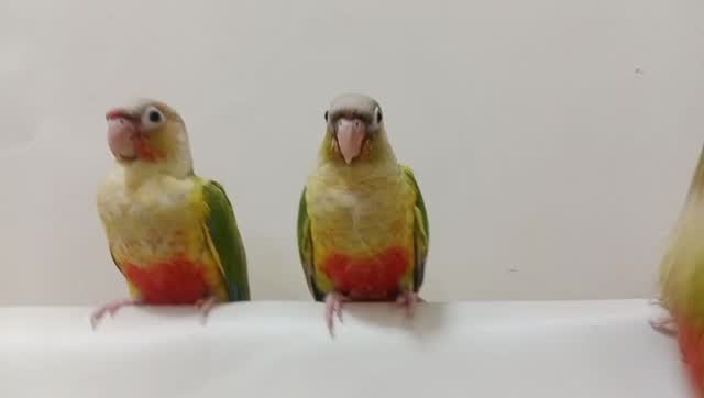Pineapple Headed Conure, farm video