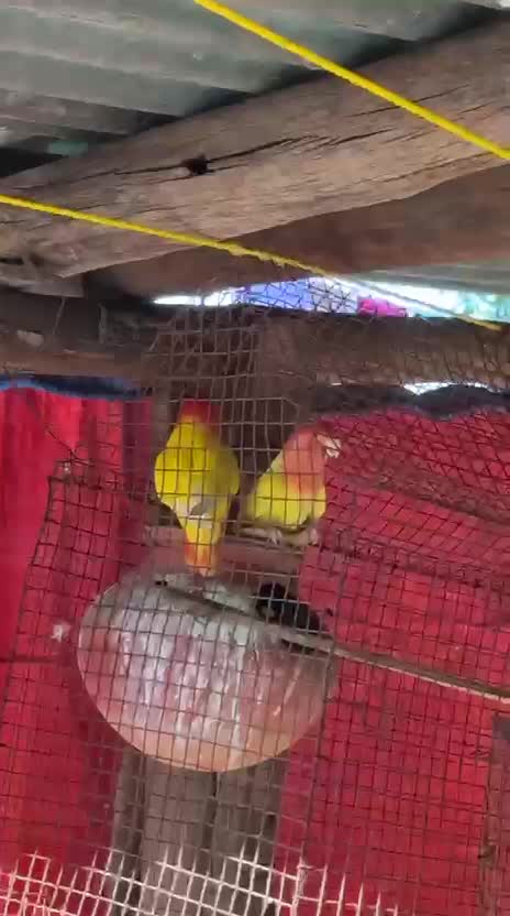 Budgies, farm video