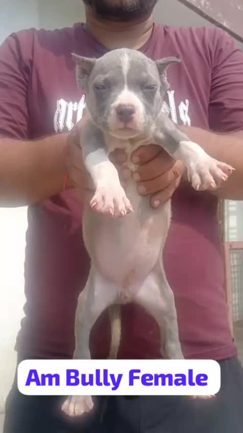 American Bully Standard Size Puppy, farm video