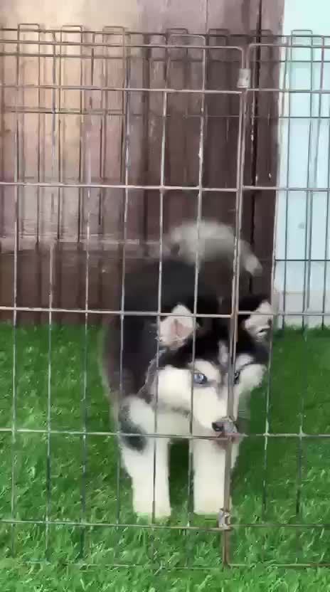 Siberian Husky Puppy | Copper & White Color, farm video