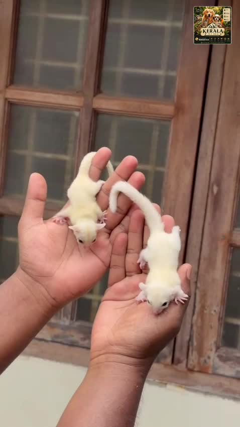 Sugar Glider | Grey, farm video