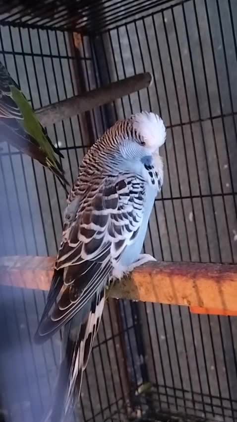 Exhibition Budgies, farm video