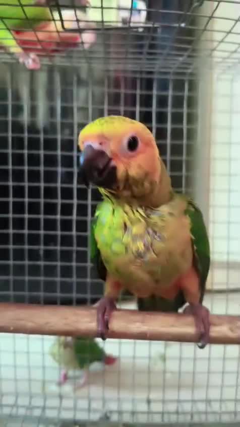 Sun Conure, farm video