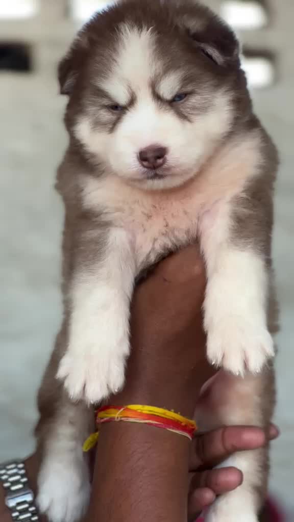 Siberian Husky Puppy | Copper & White Color, farm video