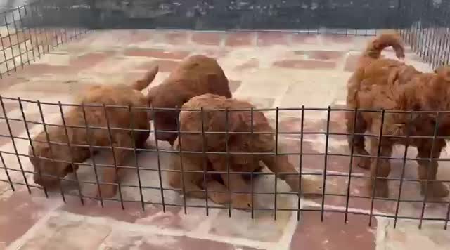Standard Poodle Puppy, farm video