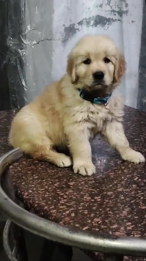 Golden Retriever, farm video