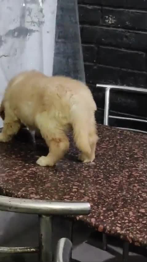 Golden Retriever, farm video