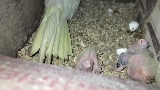 Cockatiel | Lutino, farm video