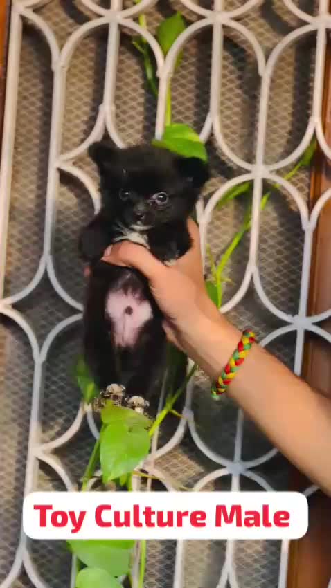 Pomeranian Puppy, farm video