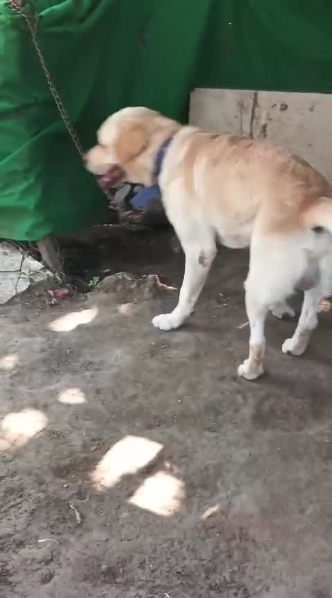 Beagle Black & Tan Puppy, farm video