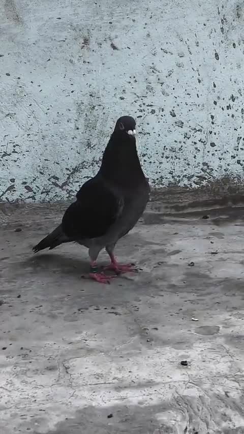 Homer Pigeon, farm video
