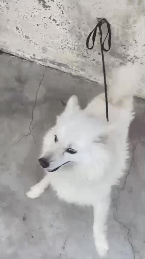 Pomeranian Puppy | Black Color, farm video