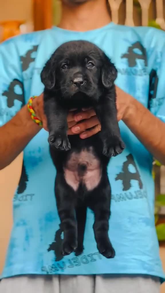 Beagle Black & Tan Puppy, farm video
