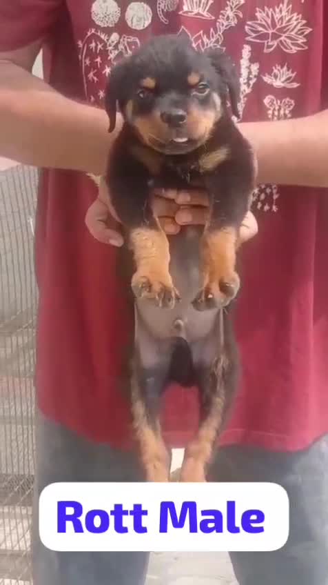 Rottweiler Puppy, farm video