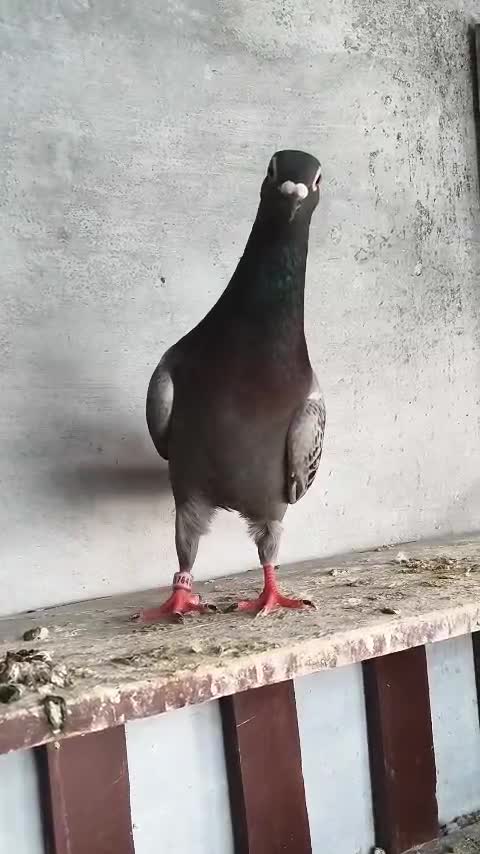Homer Pigeon, farm video