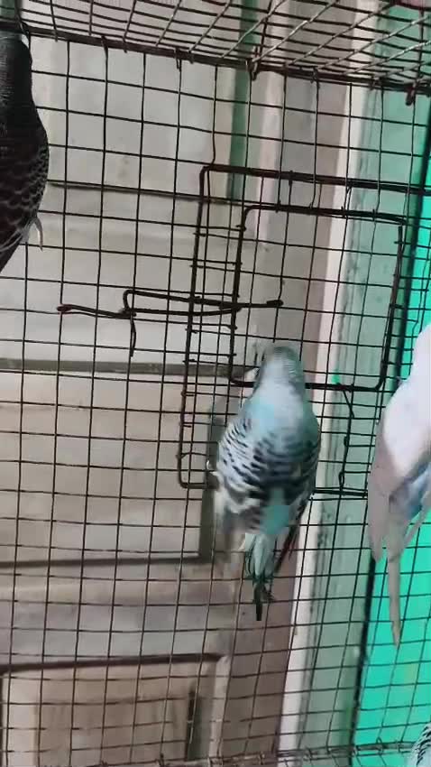Budgies, farm video