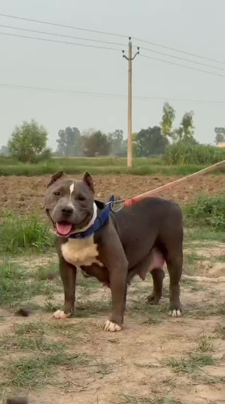 American Bully Standard Size Puppy, farm video