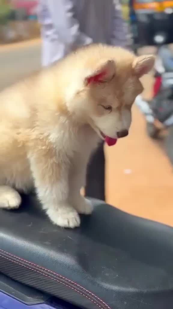 Siberian Husky Puppy | Copper & White Color, farm video