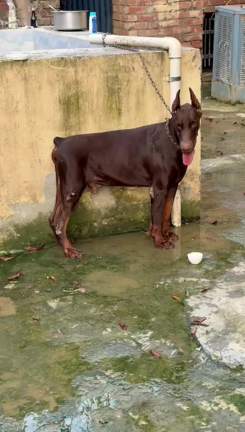 European Doberman Puppy, farm video
