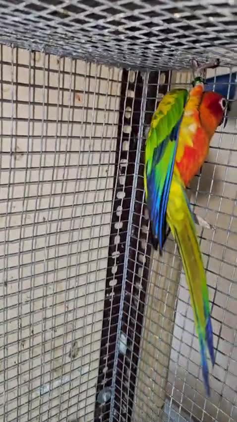 Sun Conure, farm video