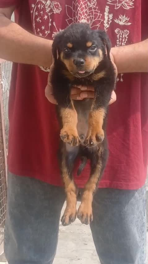 Rottweiler Puppy, farm video