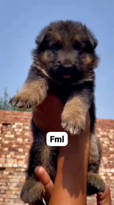 German Shepherd Puppy, farm video