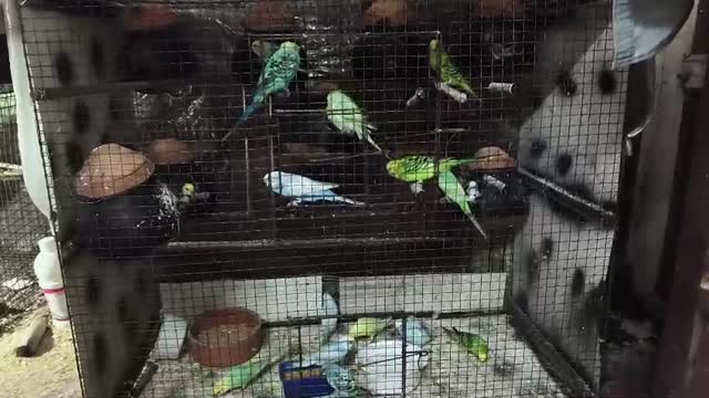 Blue & Gold Macaw, farm video