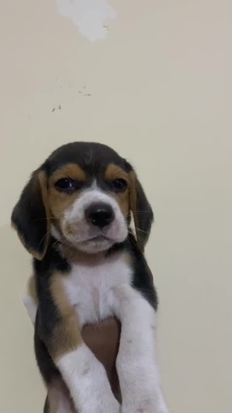 Beagle Black & Tan Puppy, farm video