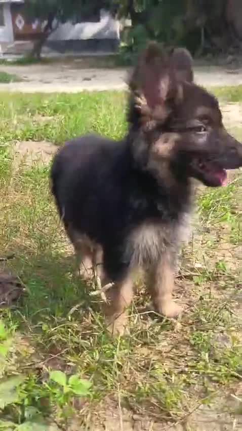 German Shepherd Puppy, farm video