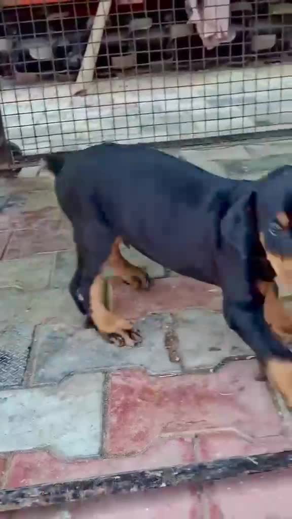European Doberman Puppy, farm video